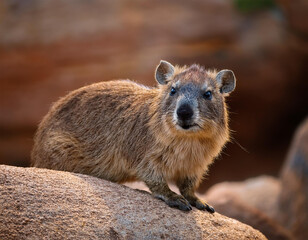 rock hyrax known as the rock badger is a small mammal classified as procavia capensis this charming creature the rock hyrax is found in rocky habitats and is often noted for its unique features