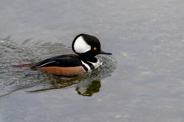 USA, Wyoming, Yellowstone National Park. Male hooded merganser swims on the river.