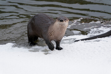USA, Wyoming, Yellowstone National Park. Portrait of a river otter coming out of the river to the...