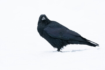USA, Wyoming, Yellowstone National Park. Portrait of a common raven in the snow.
