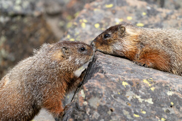 USA, Wyoming, Yellowstone National Park. Two young marmots stay close together on the rocks.