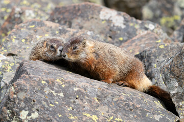 USA, Wyoming, Yellowstone National Park. Two young marmots stay close together on the rocks.
