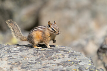 USA, Wyoming, Yellowstone National Park. Least chipmunk poses on a boulder.