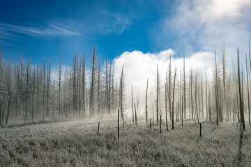 USA, Yellowstone National Park winter landscape.