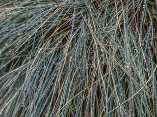 grassy plant covered in raindrops