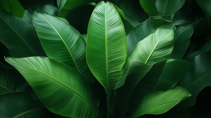 Lush Green Tropical Plant Leaves Background