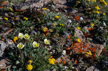 USA, Wyoming. Alpine wildflowers and lichen, Absaroka Mountains near Cody