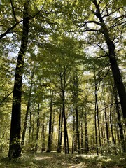 Fototapeta premium forest in autumn