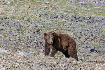 USA, Wyoming. Old Grizzly Bear watching for danger on alpine scree slope, Absaroka Mountains