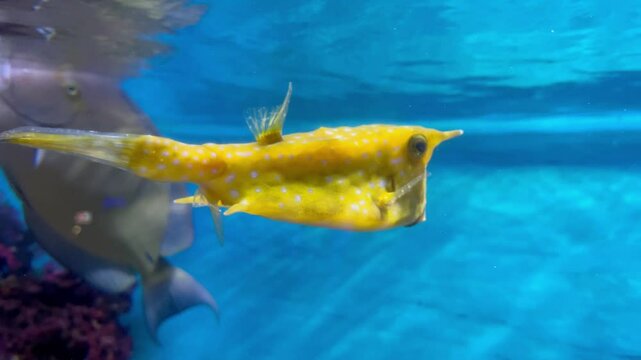 A yellow colored longhorn cowfish, or Lactoria cornuta, is swimming in an aquarium