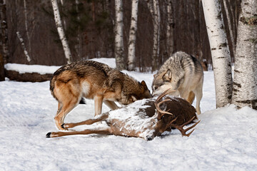Pair of Grey Wolves (Canis lupus) Heads Together Eating at Buck Carcass at Edge of Treeline Winter