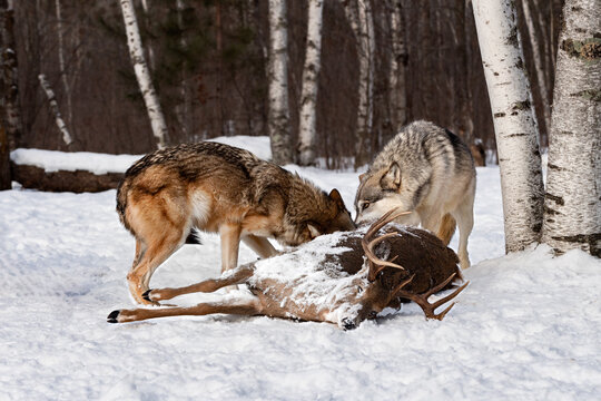 Pair of Grey Wolves (Canis lupus) Heads Together Eating at Buck Carcass at Edge of Treeline Winter