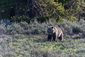 USA, Wyoming. Adult Grizzly Bear in sage meadow appears to have porcupine quills around eye, Grand Teton National Park.