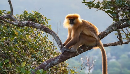 Enchanting Rest on a Tree Branch Gees Golden Langur Against an Emerald Canopy in Guwahati, Assam, India, Capturing the Wild Beauty of the Northeast at Dusk