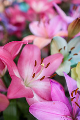 Colorful bright Lily flowers bouquet close up view.