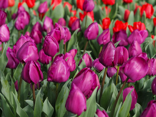 Fototapeta premium Tulips in early spring, Madrid 