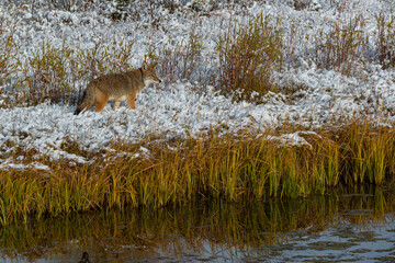 USA, Wyoming. Coyote searches for prey along Snake River, Grand Teton National Park