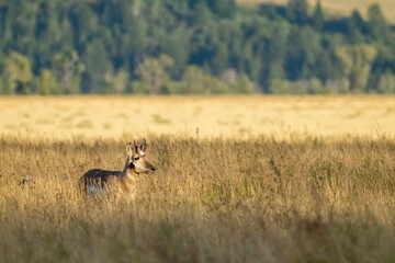 Grand Teton National Park, Wyoming, USA. Male Pronghorn in the grasses of the Mormon Row area.
