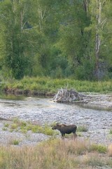 Grand Teton National Park, Wyoming, USA. Baby moose calf beside Gros Ventre River.