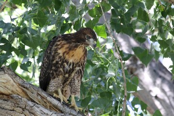 Juvenile Red Tailed Hawk in a Cottonwood Tree