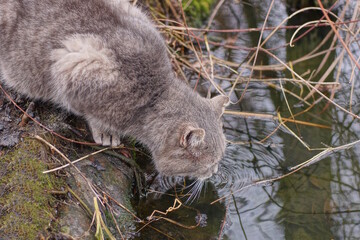 Naklejka premium one big gray stray cat drinks dirty water from the lake standing on the shore on an autumn street
