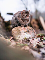 A cat is sitting on a rock in a forest. Popular tabby breed with brown fur color. Home pet in country side. Selective focus. Domestic animal outdoors