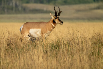Grand Teton National Park, Wyoming, USA. Male pronghorn in tall grass.