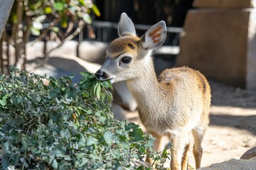 Fototapeta premium Young deer munching on green leaves in a sunny outdoor habitat during the day