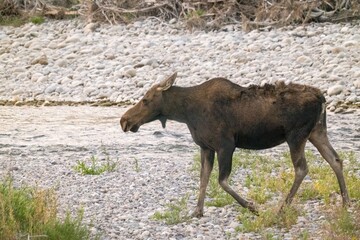 Grand Teton National Park, Wyoming, USA. Female moose by the Snake River.
