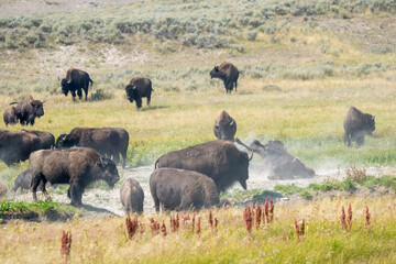 Yellowstone National Park, Wyoming, USA. Bison dust-bathing in a wallow.