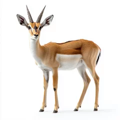 A graceful antelope standing in full view, isolated on a white background with elegant posture and natural fur details.