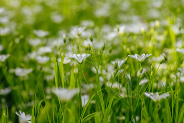 Chickweed in Spring Meadows