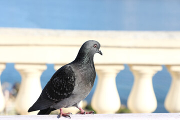 On the embankment of Malta in sunny weather sits a trusting and inquisitive pigeon against the backdrop of the blue sky and sea, close-up.