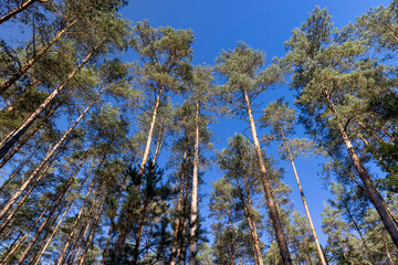 pine forest with tall trees in sunny autumn weather