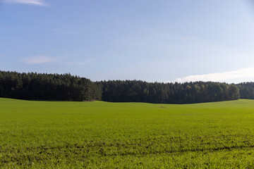 green young wheat hybrid with frost resistance, hybrid wheat