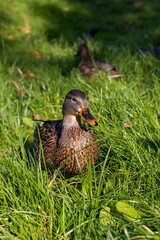 wild ducks walking on the green grass in the summer season