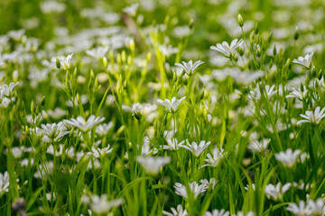 Wild Chamomile Flowers in Their Natural Habitat