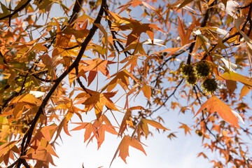 red amber tree in the autumn season in sunny weather
