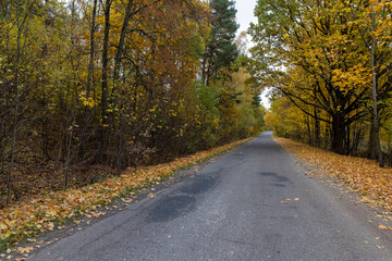 Fototapeta premium an asphalt road on the side of which a large number of maple trees grow in the autumn season