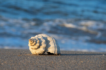 Conch Shell on the Beach