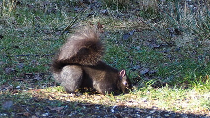 PARK IN WINTER WITH BIRDS AND SQUIRRELS