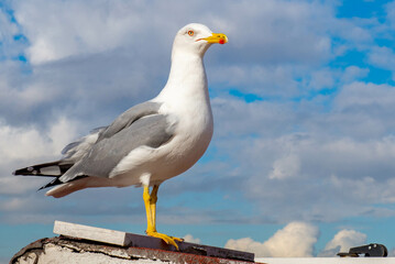 Beautiful white gull sitting on the roof in Istanbul. High quality photo