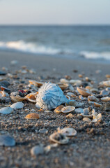 Seashells on the Beach