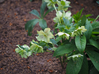 Hellebores in early spring, Madrid 