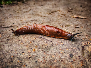 Long slug crawls