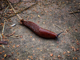 Long slug on the ground