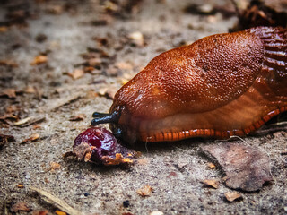 Slug rolls a cherry pit macro