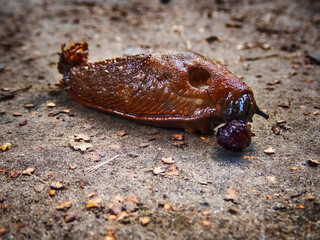 Slug rolls a cherry pit