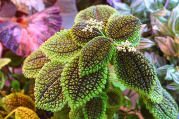 Closeup of the Pilea involucrata, Pilea mollis or Moon Valley, friendship plant close up green and...