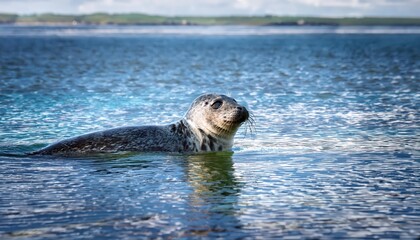 Obraz premium Striking Grey Seal Basking in Crystalclear Waters Along the Picturesque Cornish Coastline of Southwest England at Dusk